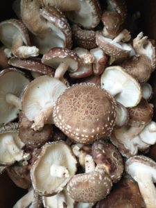 which foods boost the immune system | Shiitake Mushrooms