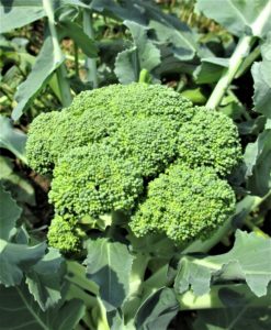 immune system compromised | Broccoli