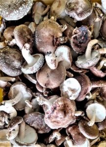 mushrooms good for you | Harvested Shiitake Mushrooms 