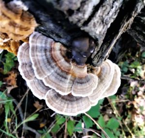 mushrooms nutritional value | Turkey Tail benefits