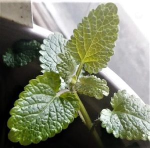what lemon balm is good for