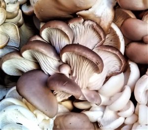 foods to boost the immune system | Oyster Mushrooms 