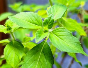 uses for holy basil