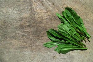 digestive process | Harvested Chicory Greens