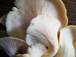  mushrooms good for you | Oyster Mushrooms 