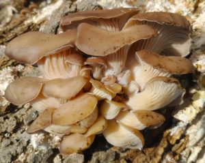 benefit of mushrooms | Growing Oyster Mushrooms 