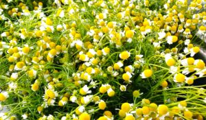 natural remedy anxiety and depression | Chamomile Flowers 