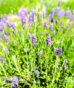how to relieve anxiety | Lavender 