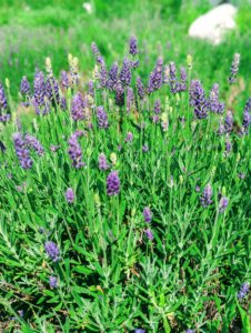 what to do when you can't sleep Lavender Bush for sleep health